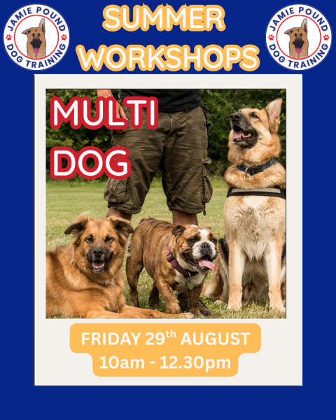 WORKING MULTIPLE DOGS WORKSHOP