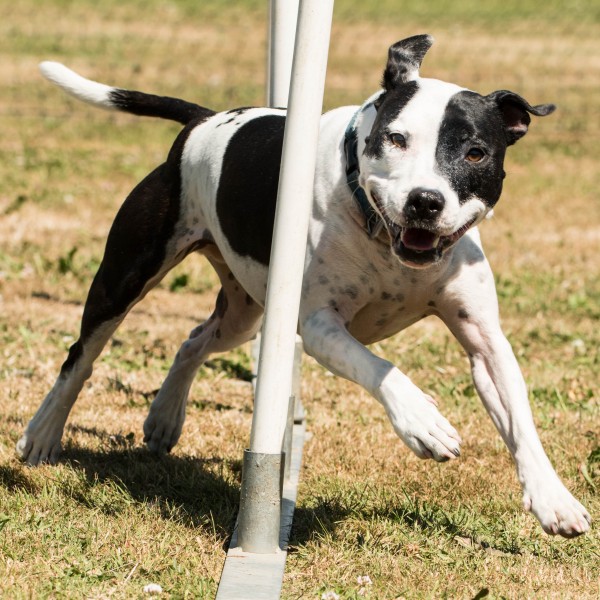 AGILITY Berkhamsted