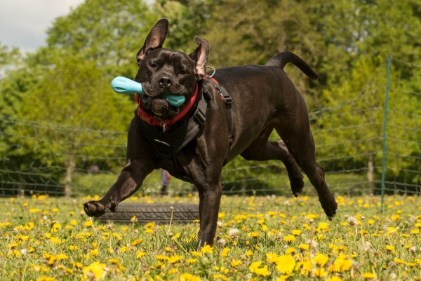 BEHAVIOUR BEGINNERS Chorleywood