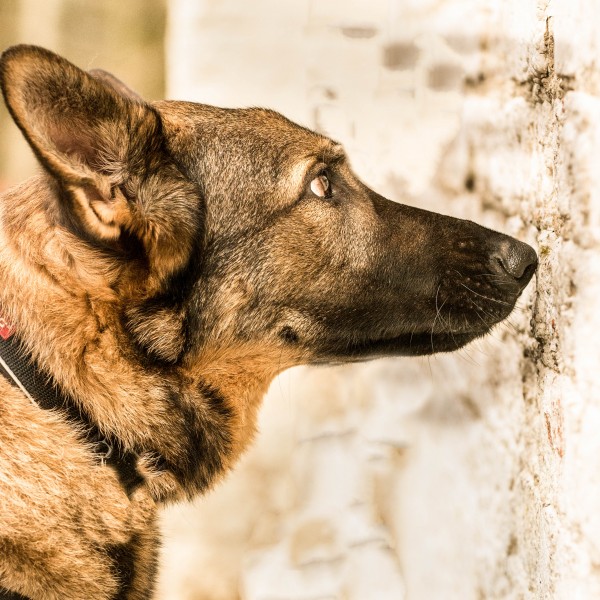 UK SNIFFER DOGS CONTINUED Berkhamsted