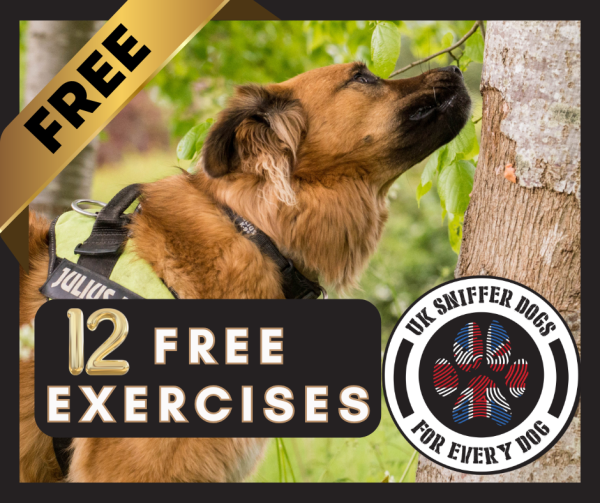 12 FREE Scent exercises to do with your dog