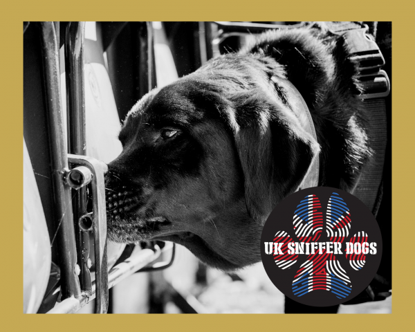 Gold Online Scent Detection Course from UK Sniffer Dogs