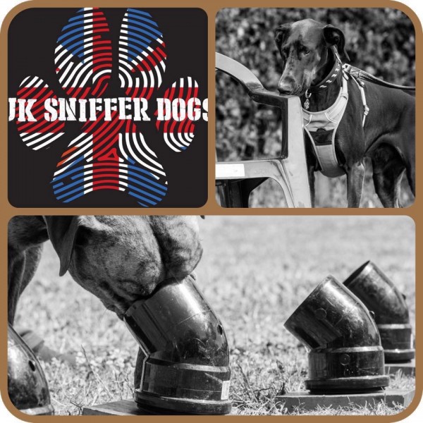 UK SNIFFER DOGS BEGINNERS  (Sept-Oct)