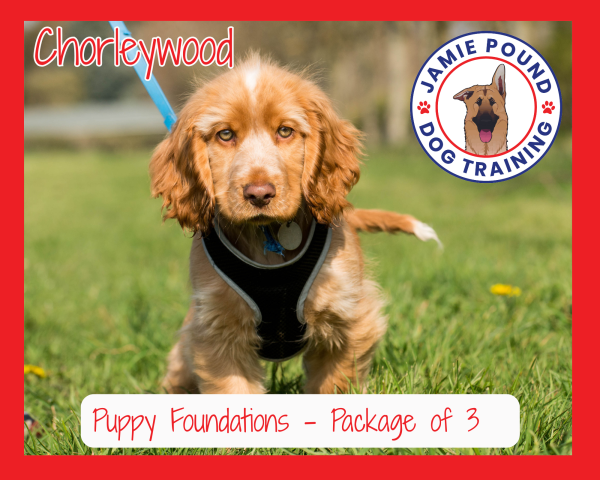 Puppy Foundations: Training & Support Package of 3