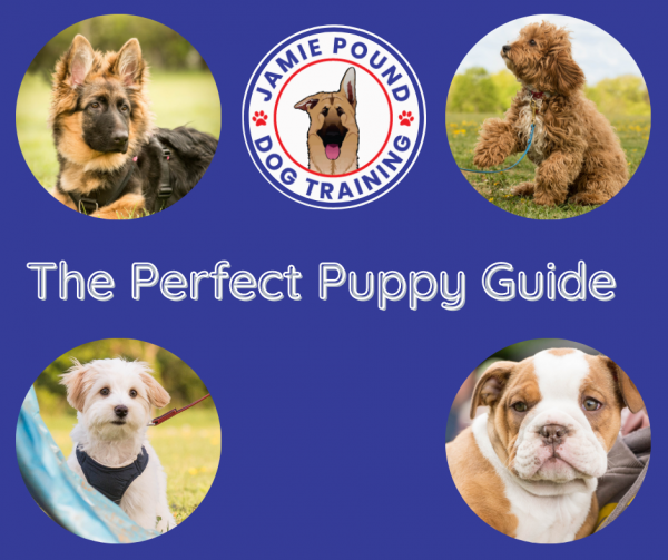 The Perfect Puppy Guide